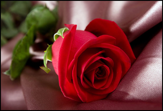 Red rose - Flower for 15th Anniversary Red rose - Flower for 15th Anniversary
